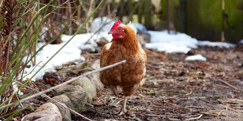 Can chickens free-range or forage in Winter?