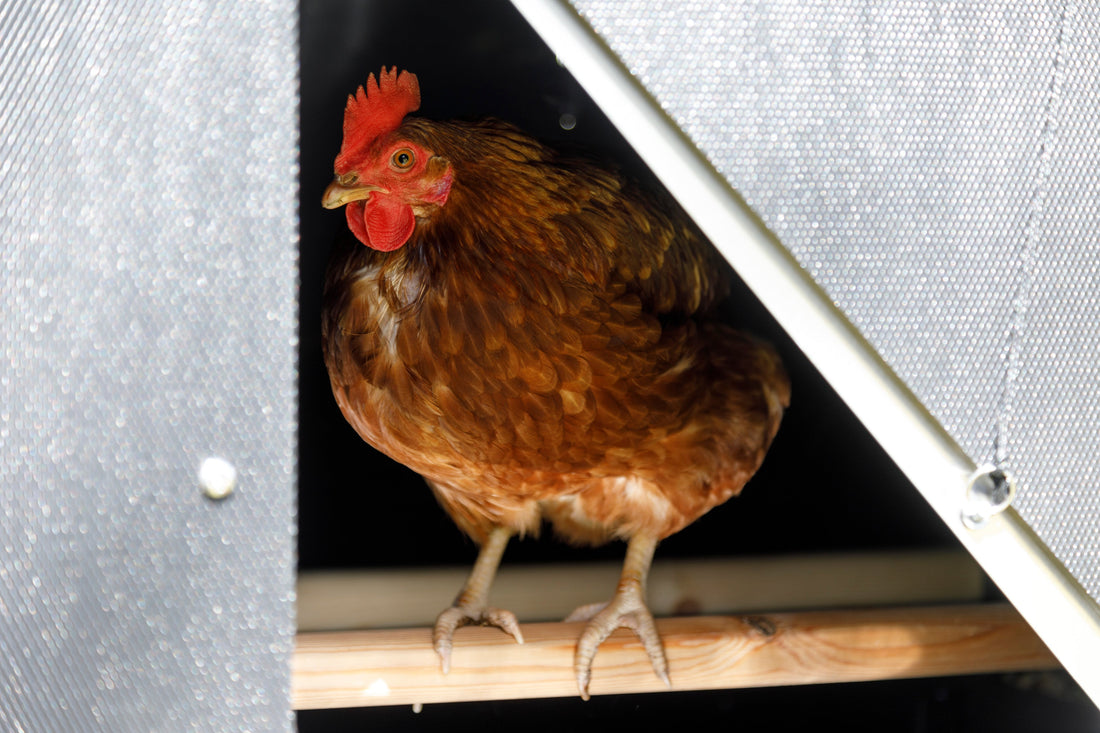 What Size Chicken Coop Do I Need?