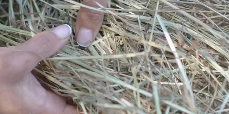 What Is The BEST Bedding For Chicken Coops?