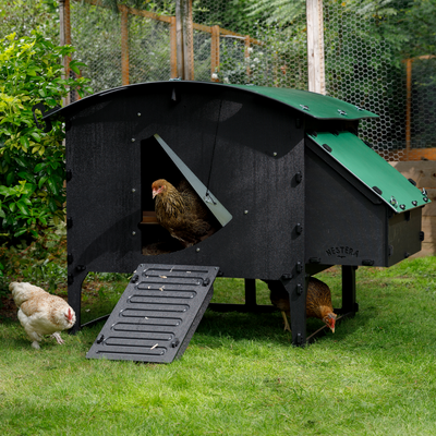 Gallinero