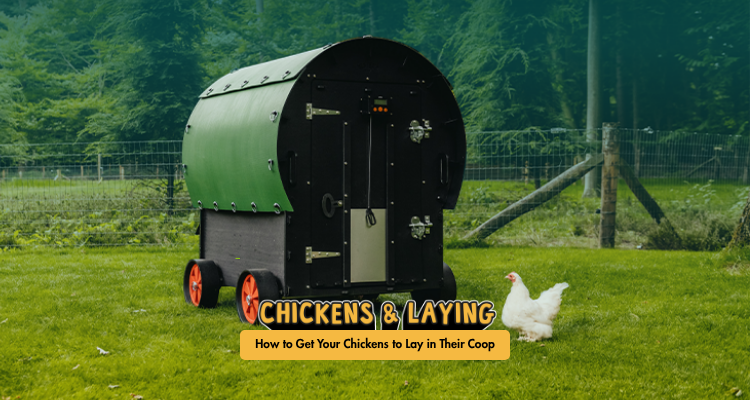 How to Get Your Chickens to Lay in Their Coop