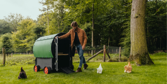What’s the best time to put chickens in the coop?