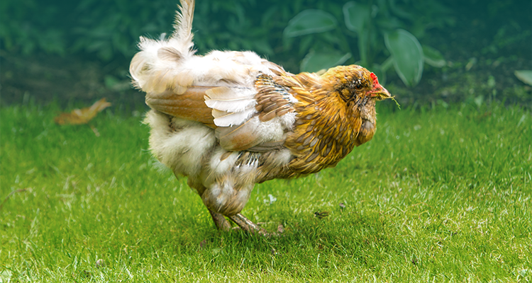 ¿Qué es la pérdida normal de plumas en los pollos? Causas, preocupacio