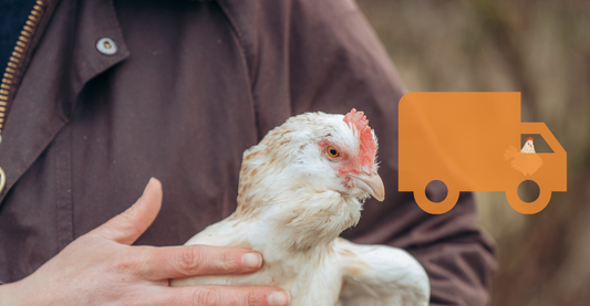 How to move houses with hens