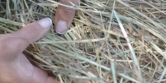 What Is The BEST Bedding For Chicken Coops?