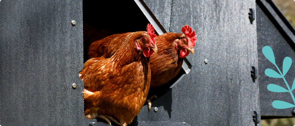 Quelle taille de poulailler dois-je prendre ?